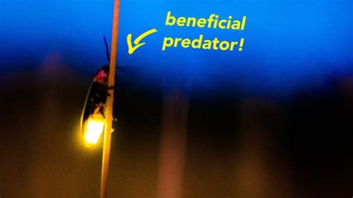 Why are there no lightning bugs in California?