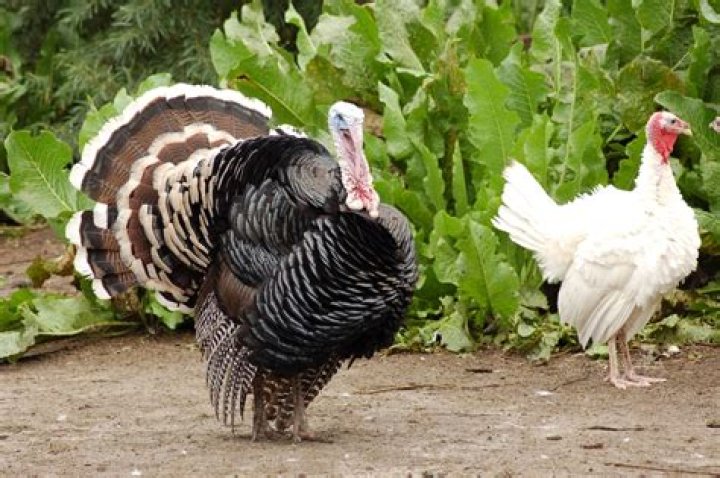 Why do turkeys stomp their feet?