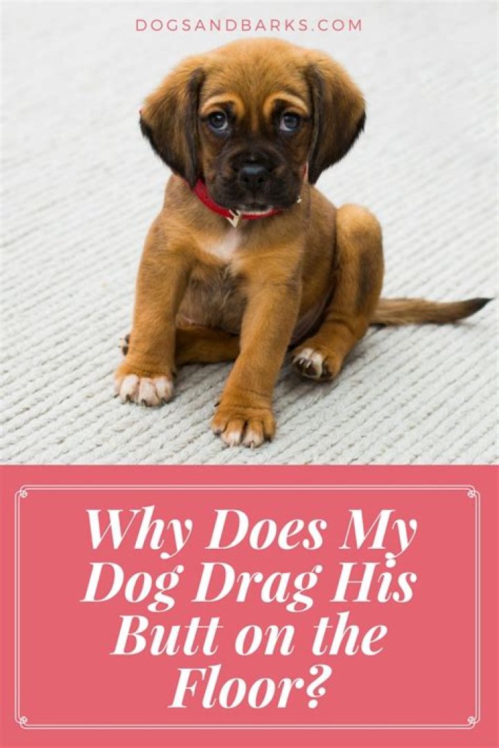 Why does my dog drag his butt?