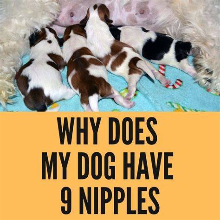 Why does my dog have 9 nipples?