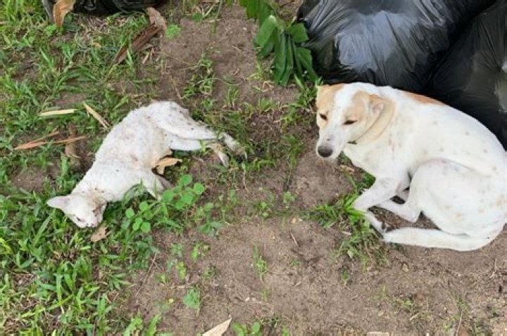 Why is my dog killing other animals?