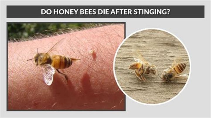Will bees sting you if they land on you?